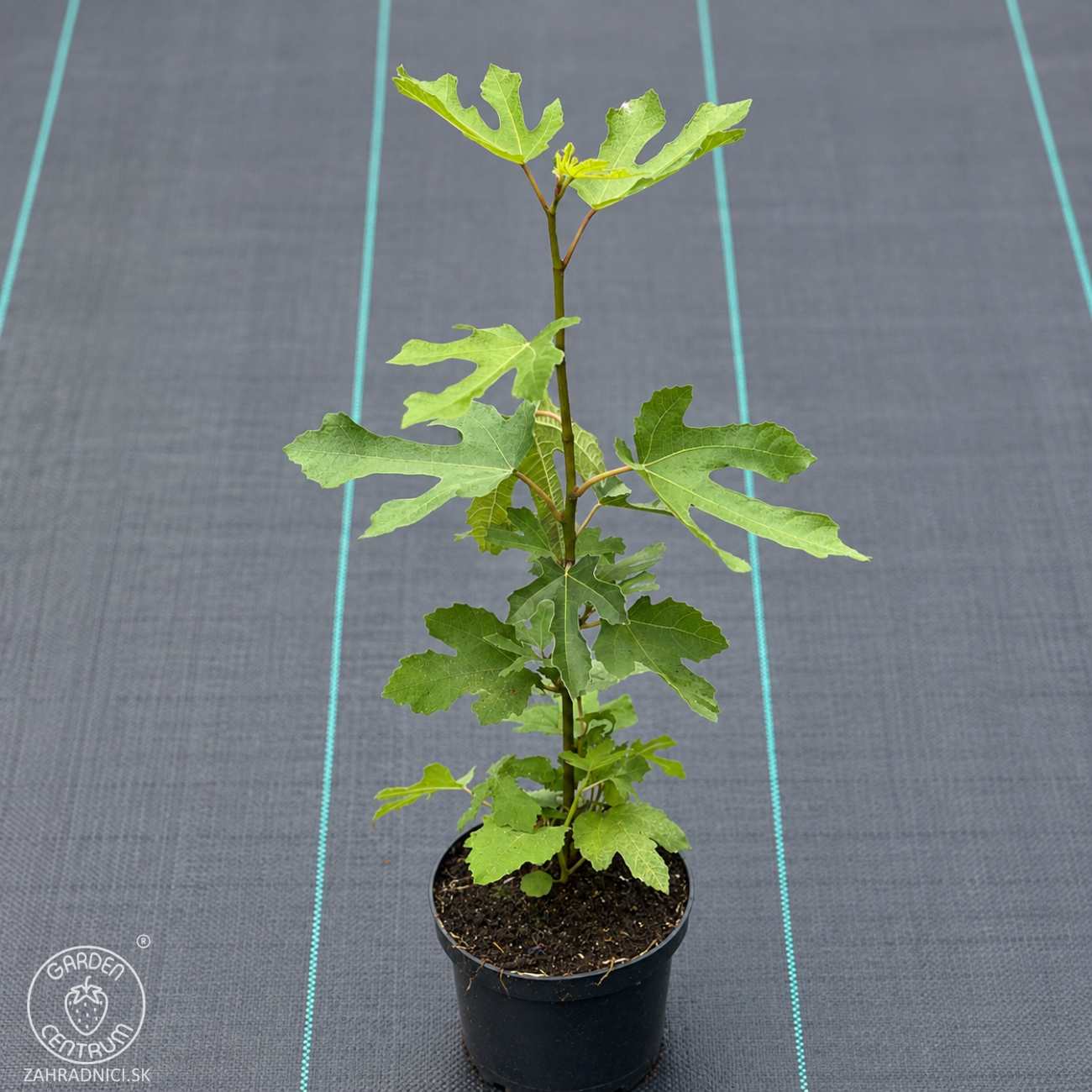 Obrázok Figovník (ficus carica) ´LITTLE MISS FIGGY´® - výška 40-50 cm, kont. C2L/C3L